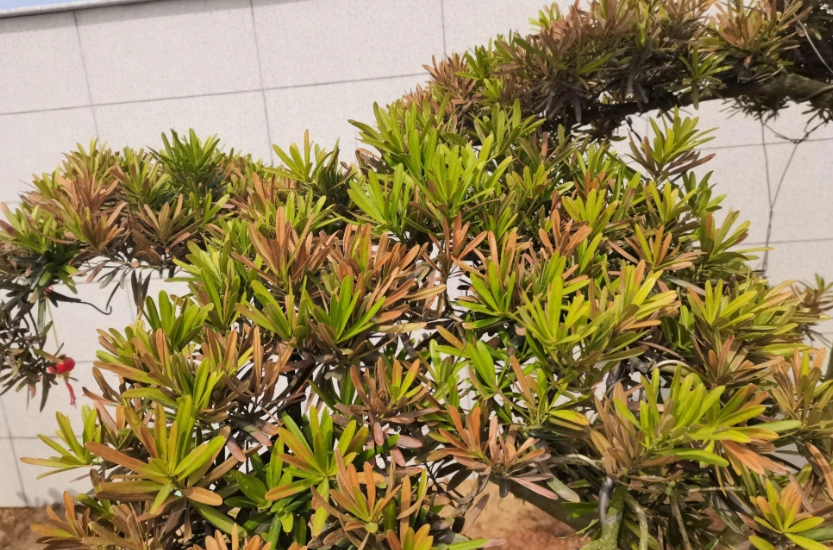 羅漢松葉子變褐色