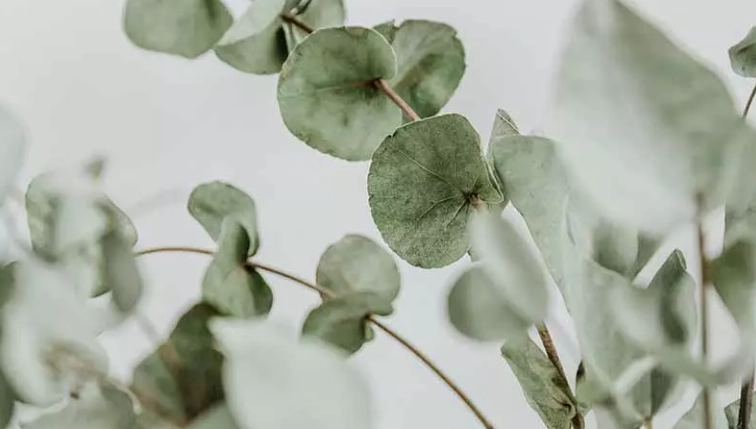 藍冰尤加利照顧