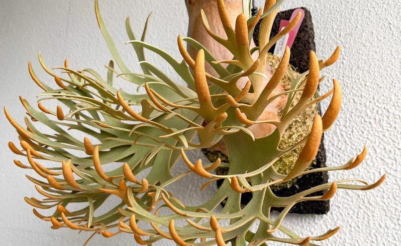 鹿角蕨芽頭咖啡色