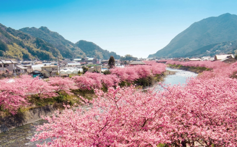 河津櫻伊豆