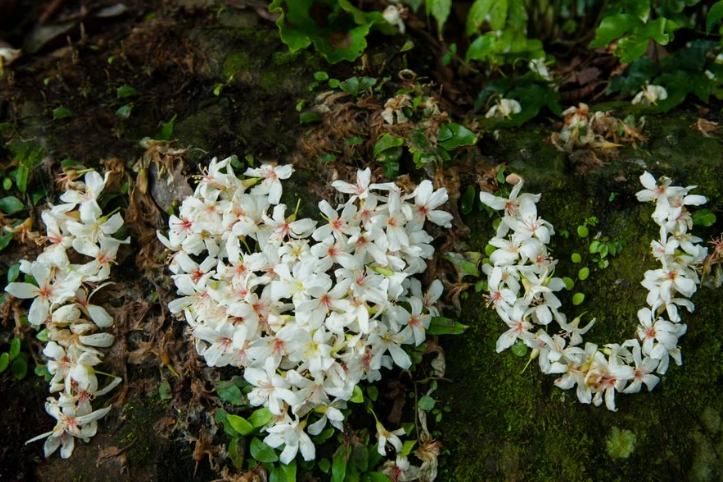 苗栗油桐花季節