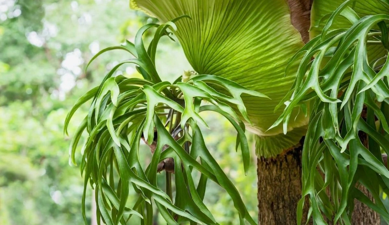 鹿角蕨斷頭原因