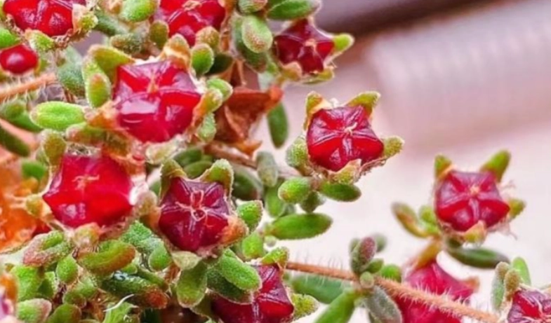 紅寶石枝幹番杏