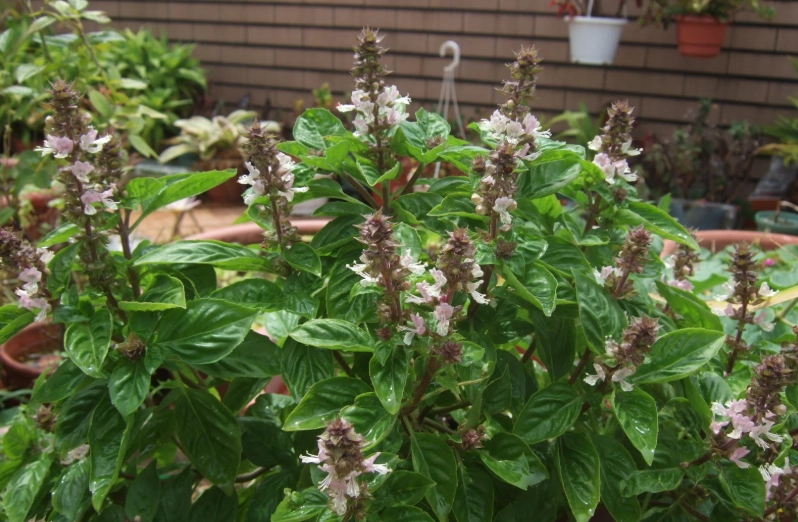 九層塔開花種子