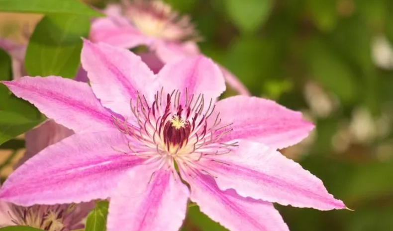 三类铁线莲品种