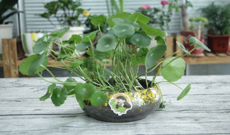 铜钱草种子怎么种