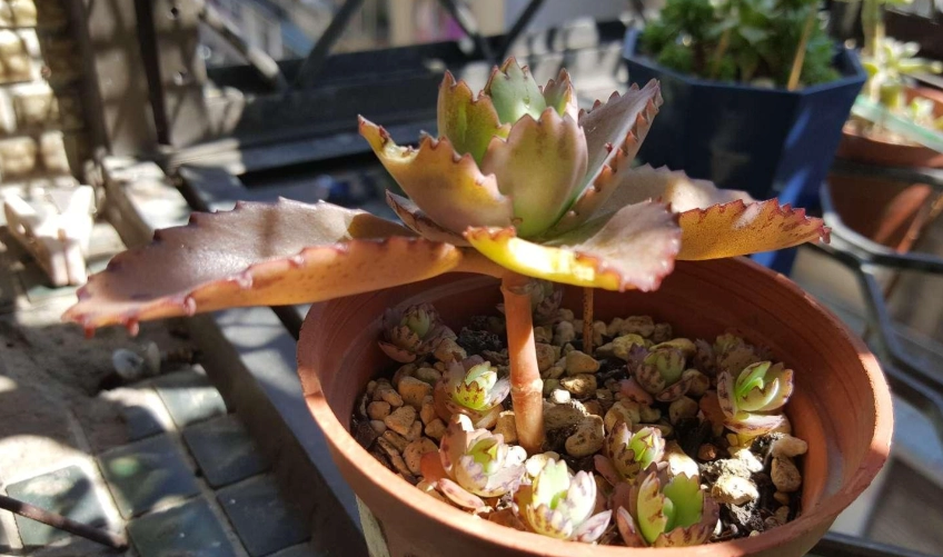 蕾絲姑娘長不大