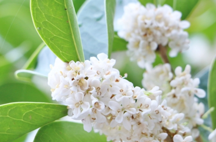 銀木犀花語