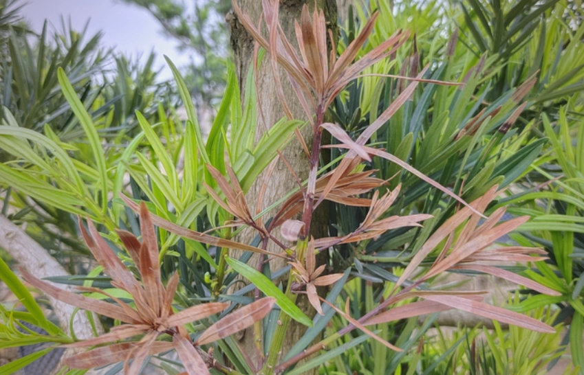 羅漢松葉子枯萎