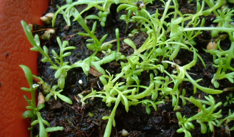 洋甘菊種子怎麼種