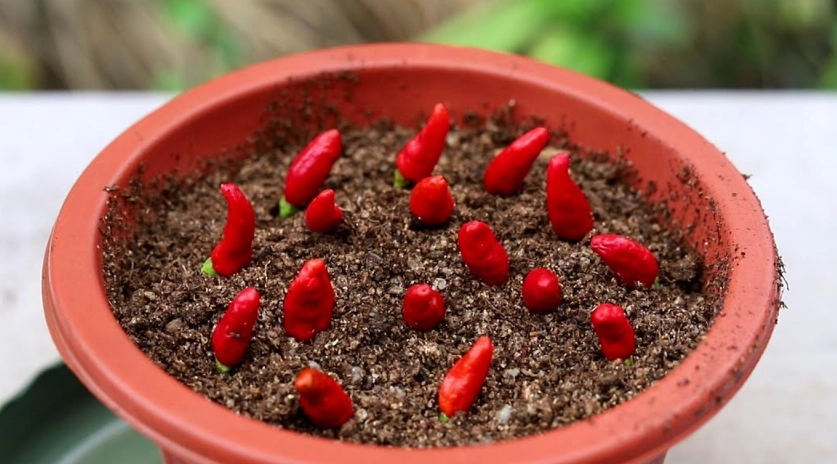 辣椒繁殖