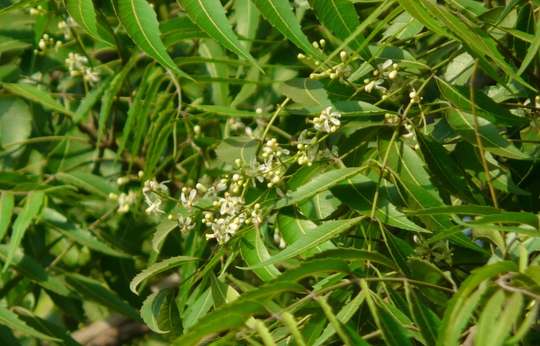 印度苦楝樹功效