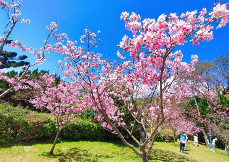 陽明山櫻花季