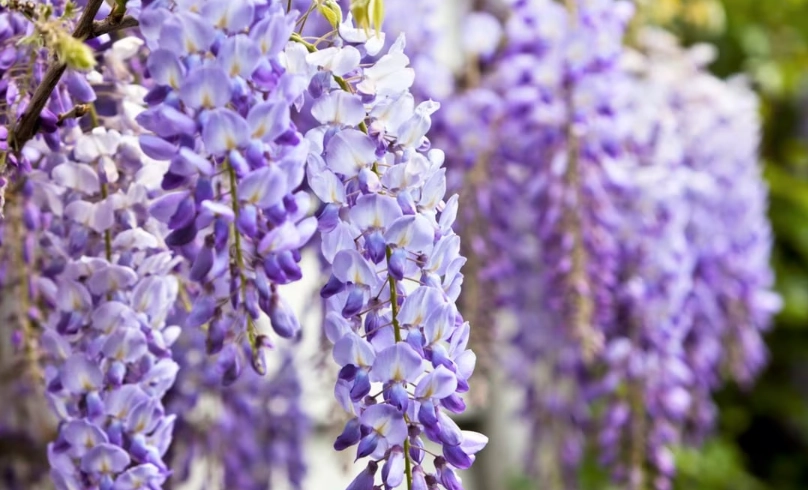 紫藤花季