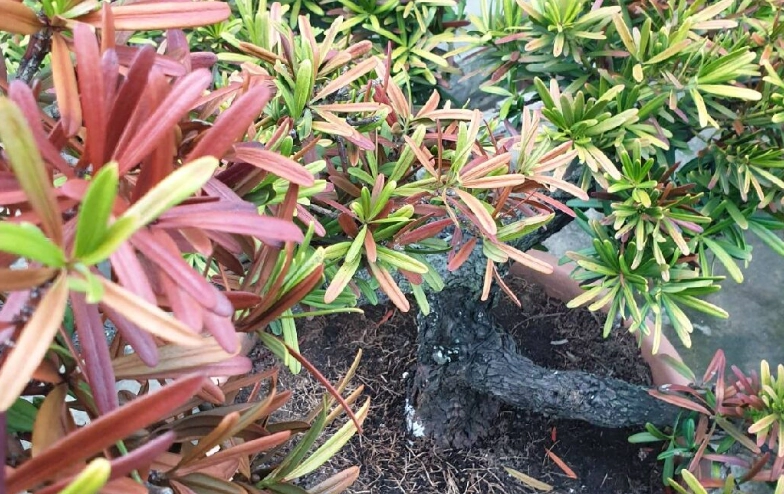 羅漢松葉子變紅