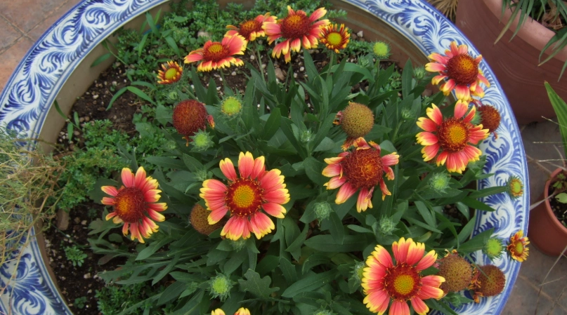 天人菊 種植方法