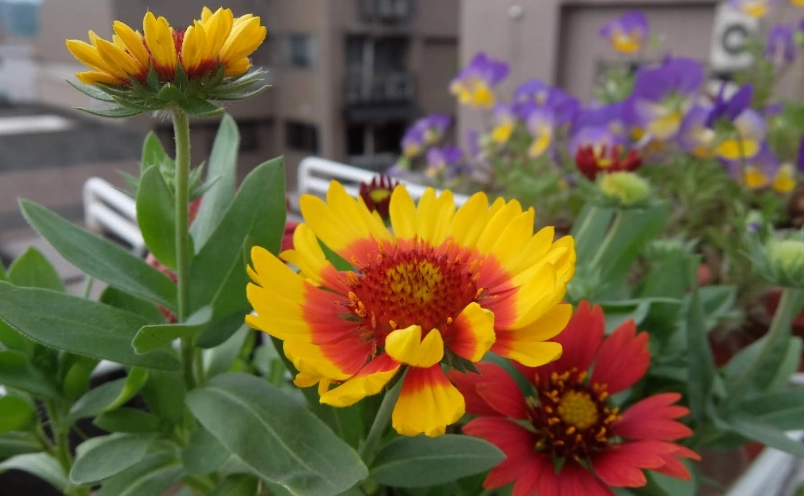 天人菊發芽技巧