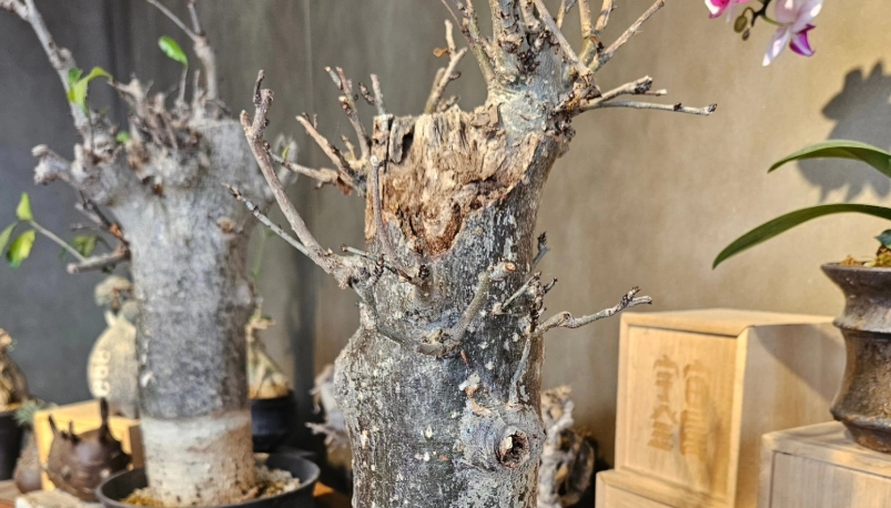 麵包樹種植方法