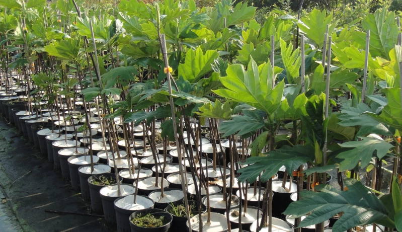 麵包樹台灣種植