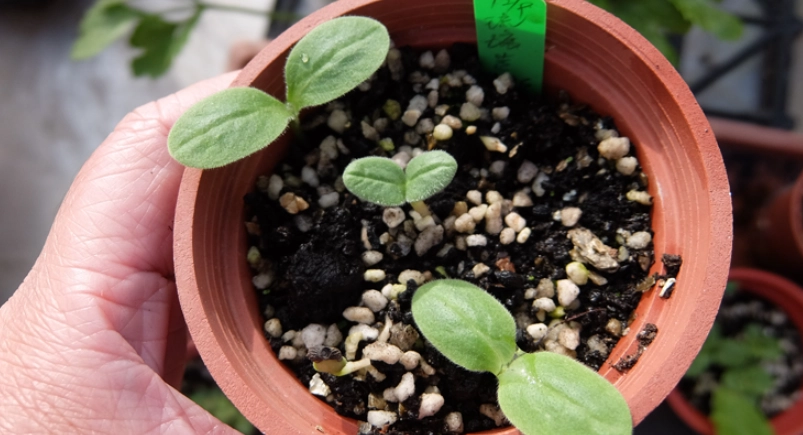 天人菊發芽技巧