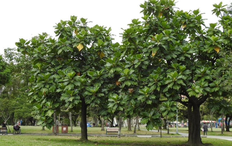 麵包樹台灣種植