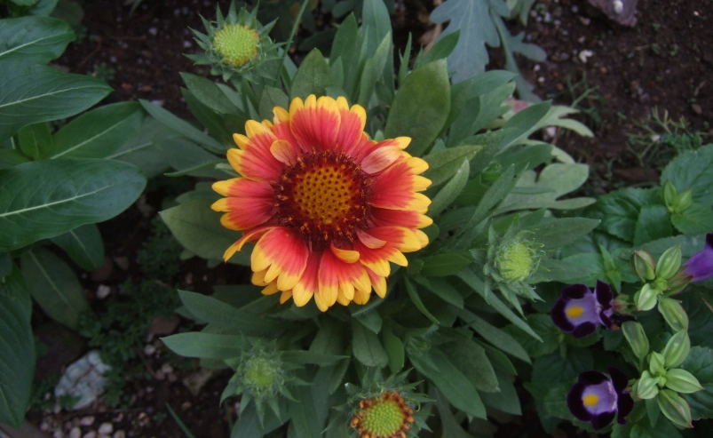 天人菊 花期管理