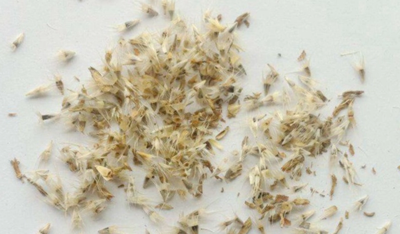 天人菊種植方法