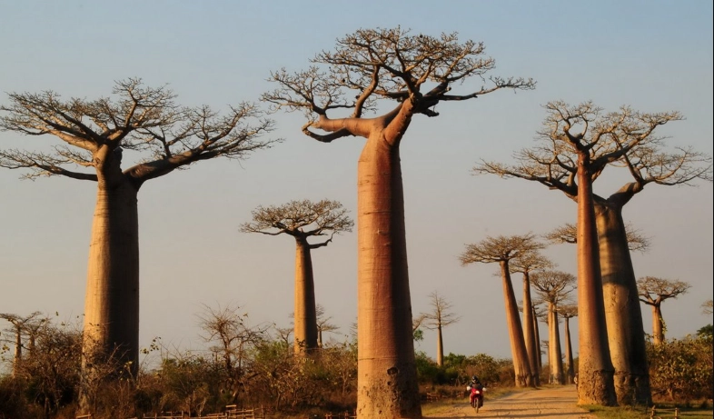 麵包樹幾年結果