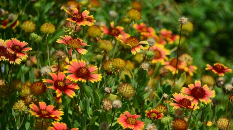 天人菊種子播種