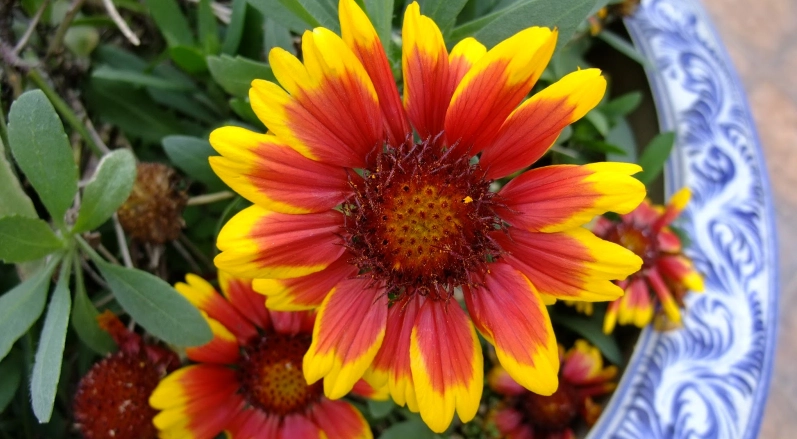 天人菊 種植 技巧