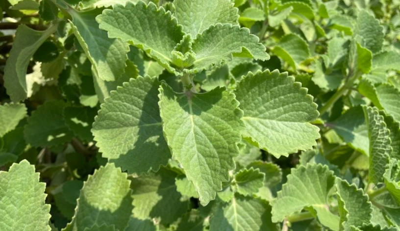 左手香安全使用