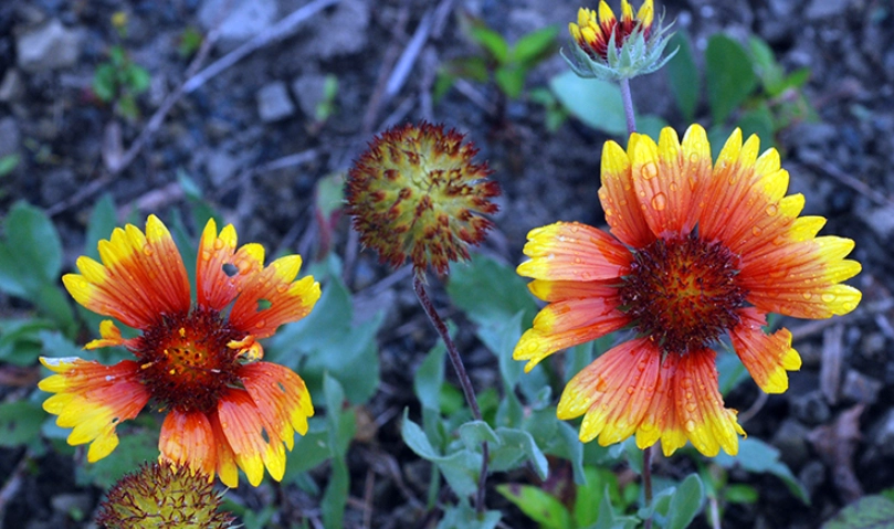 天人菊 照顧技巧