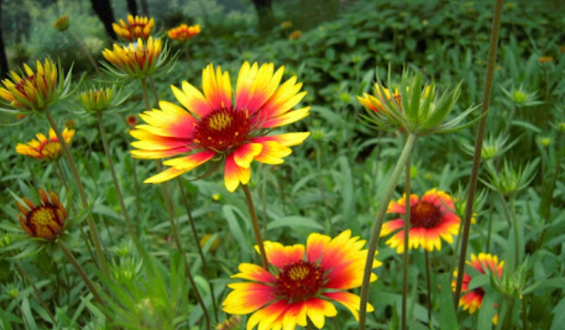 天人菊種子播種