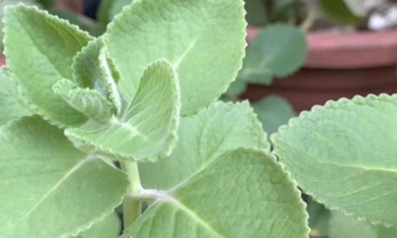 左手香中毒症狀