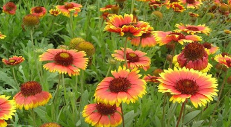 天人菊分株方法