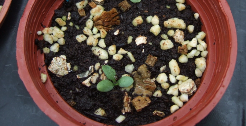 天人菊發芽技巧