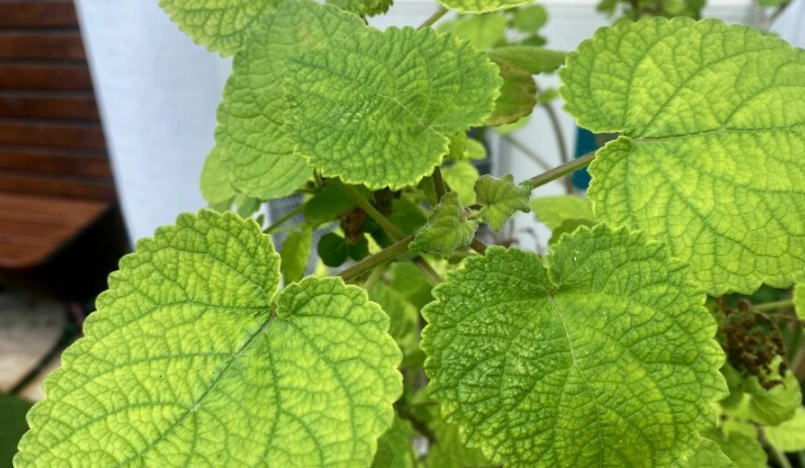 左手香安全使用