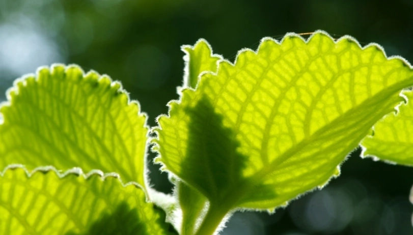 左手香中毒症狀