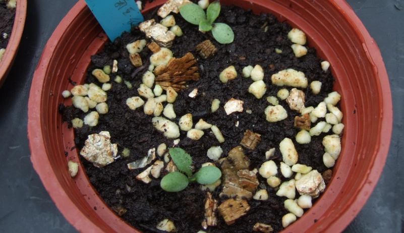 天人菊照顧方法