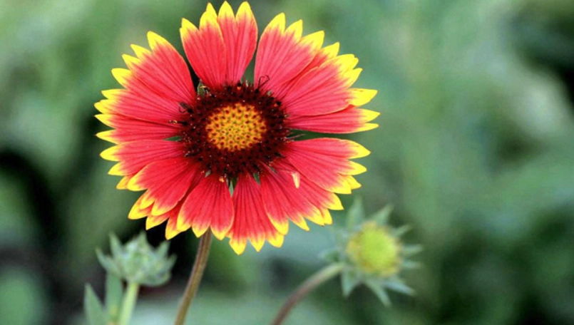 天人菊分株方法