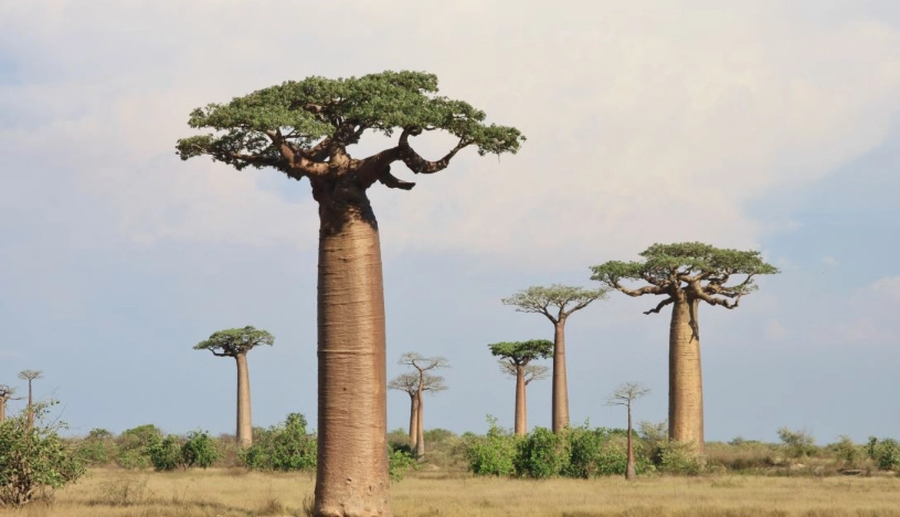 麵包樹幾年結果
