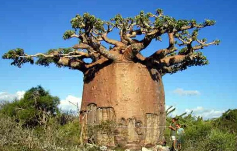 麵包樹幾年結果