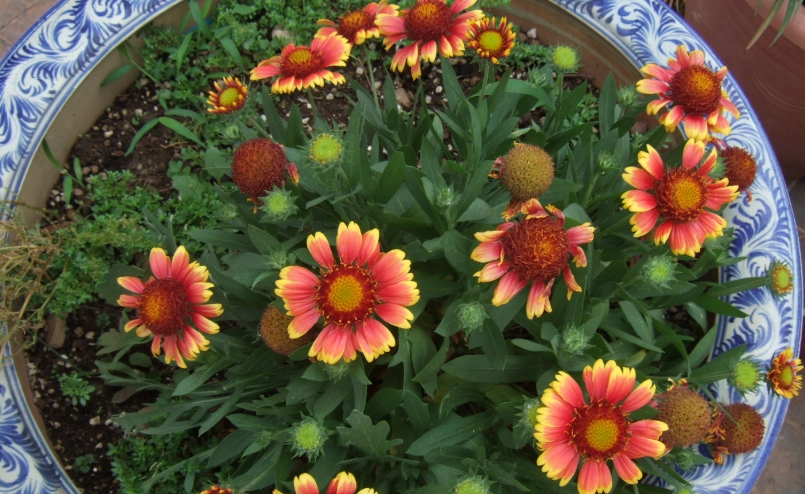 天人菊種植條件