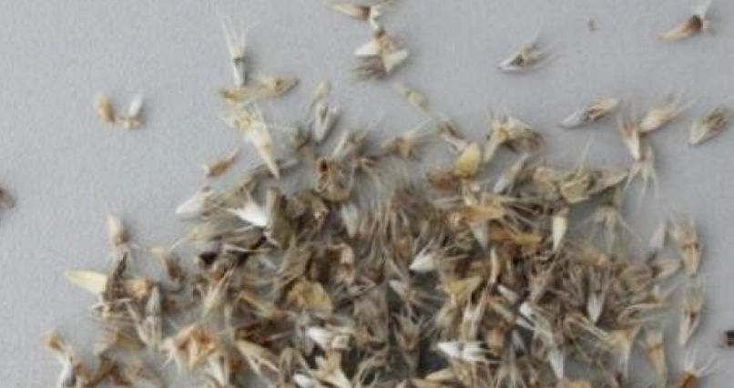 天人菊種子 購買