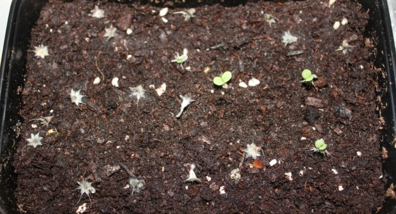 天人菊種植方法