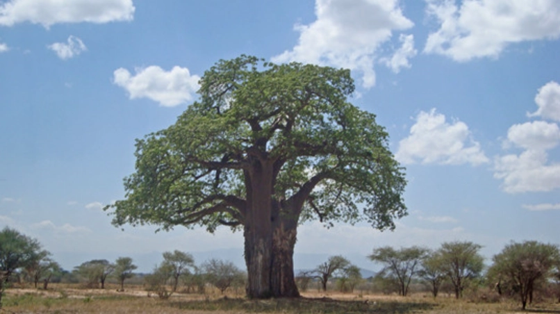 麵包樹種植方法