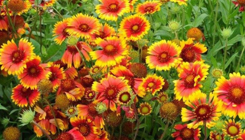 天人菊 種植 技巧