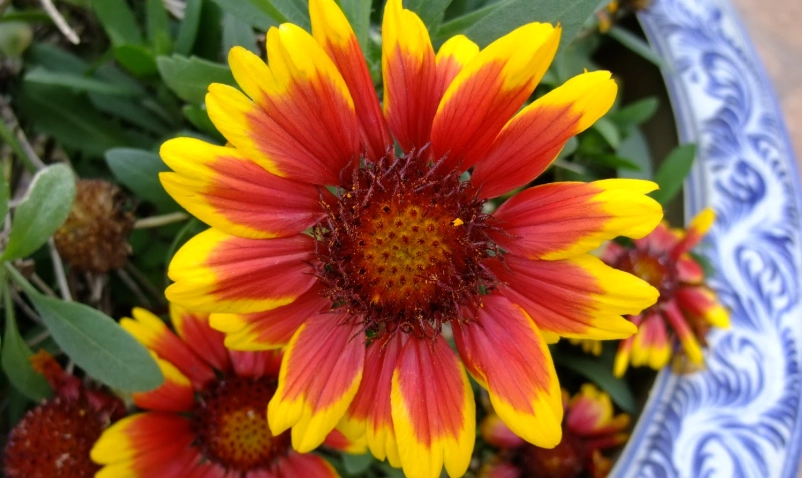 天人菊 照顧技巧