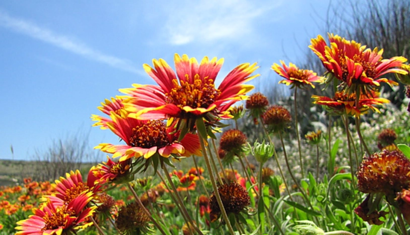 天人菊種子播種