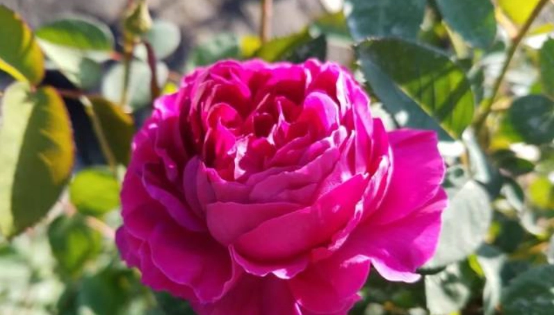 玫瑰花養護秘訣